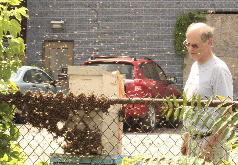 Bees swarm downtown alley